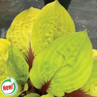Lemon Snap Hosta Thumbnail